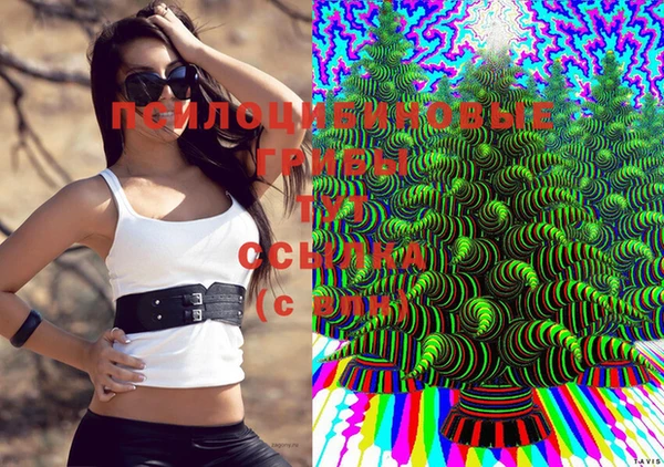 прущие грибы Баксан