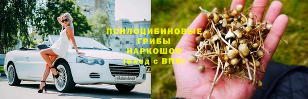 прущие грибы Баксан